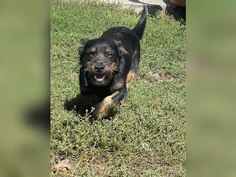Coco sucht eine liebevolle Familie