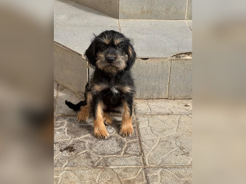 Keks sucht seine Menschen