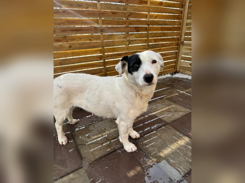 Spoty sucht Ihre Menschen