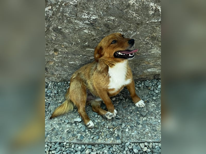 Pixel möchte auch ein Zuhause!