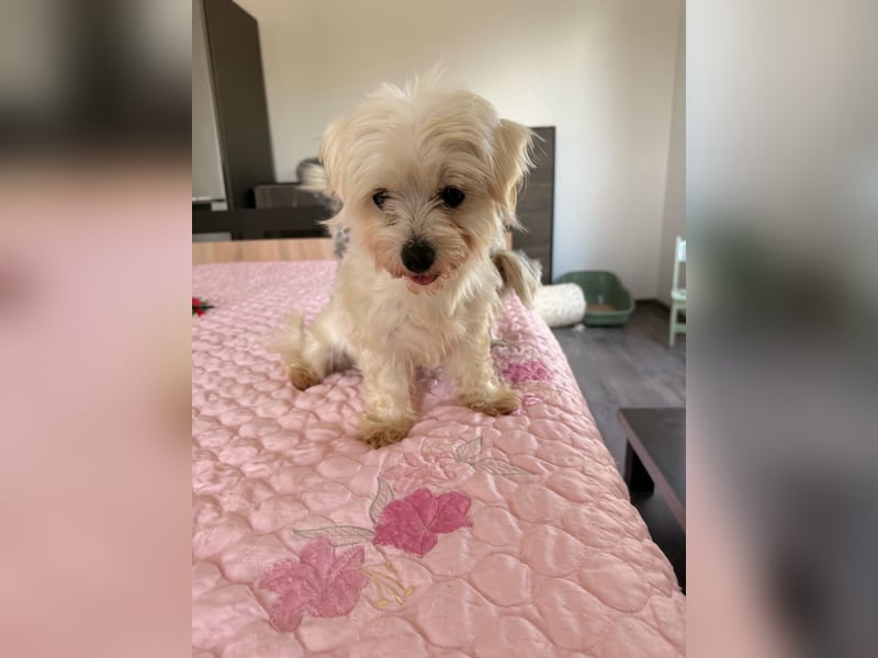 Perla sucht eine liebevolle Familie!