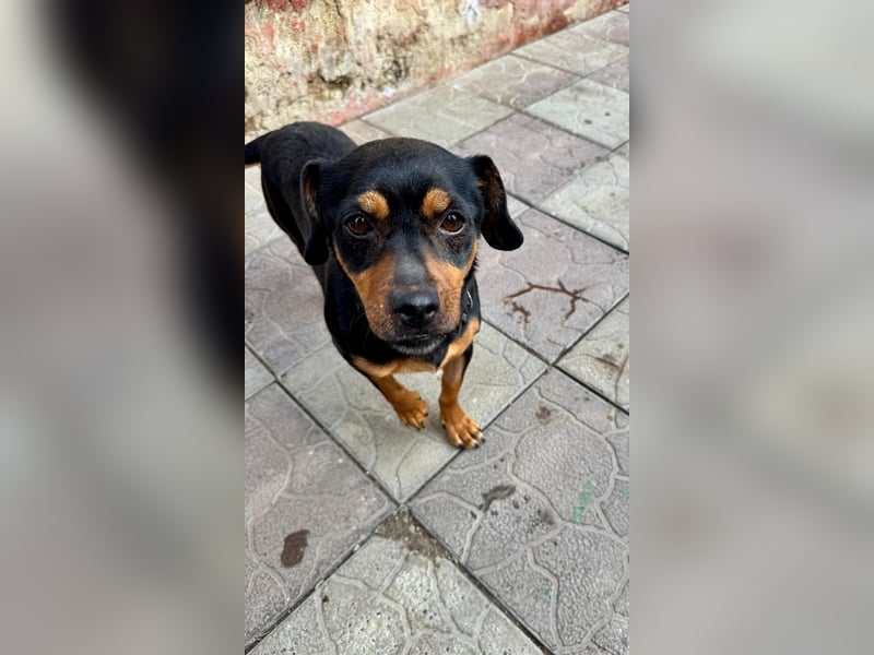 Liza - süße Maus sucht Ihre Familie