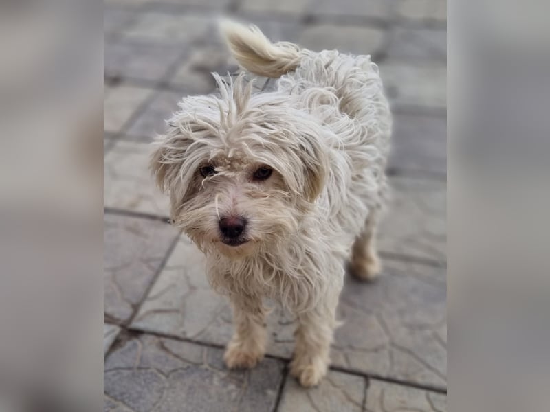 Emma sucht eine Familie