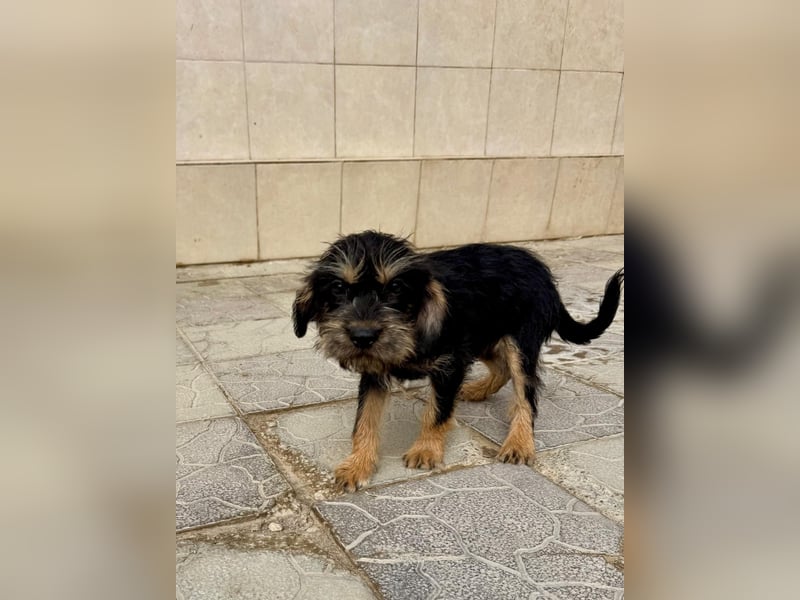 Keks sucht seine Menschen