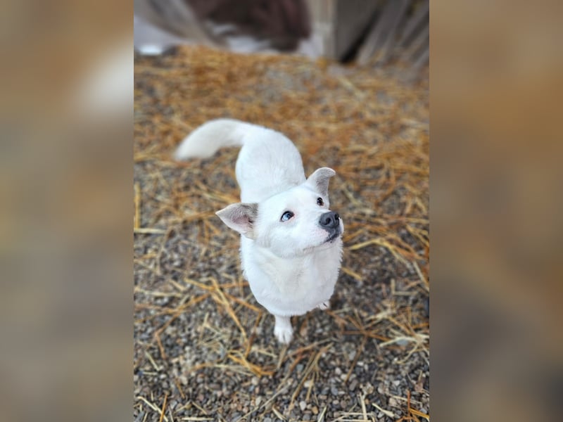 Albutu - der Schatz!