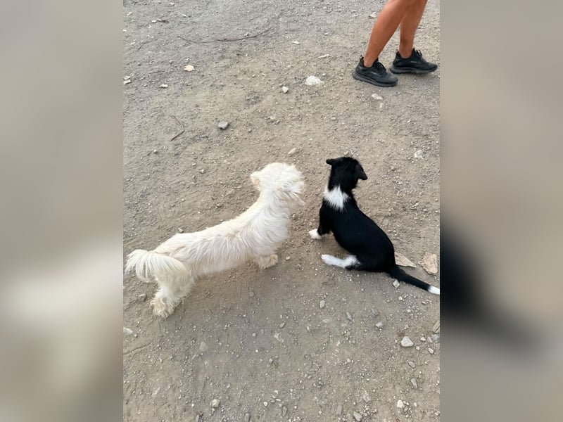 Perla sucht eine liebevolle Familie!
