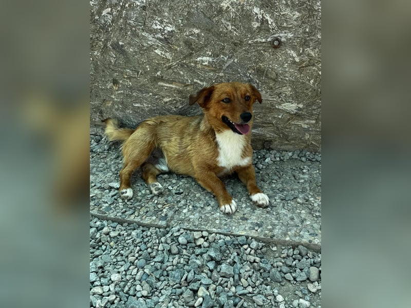Pixel möchte auch ein Zuhause!