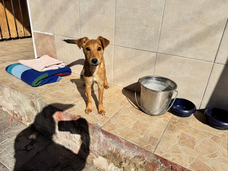 Nuka Welpe - sucht Familie