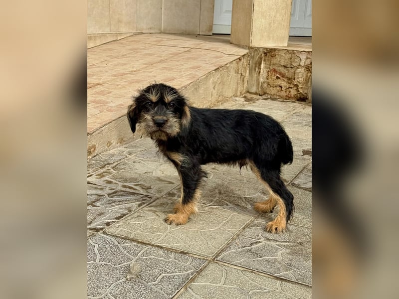 Keks sucht seine Menschen