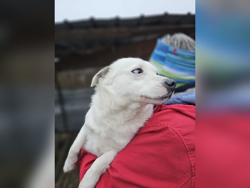 Albutu - der Schatz!