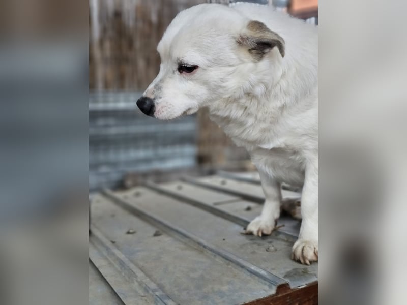 Albutu - der Schatz!