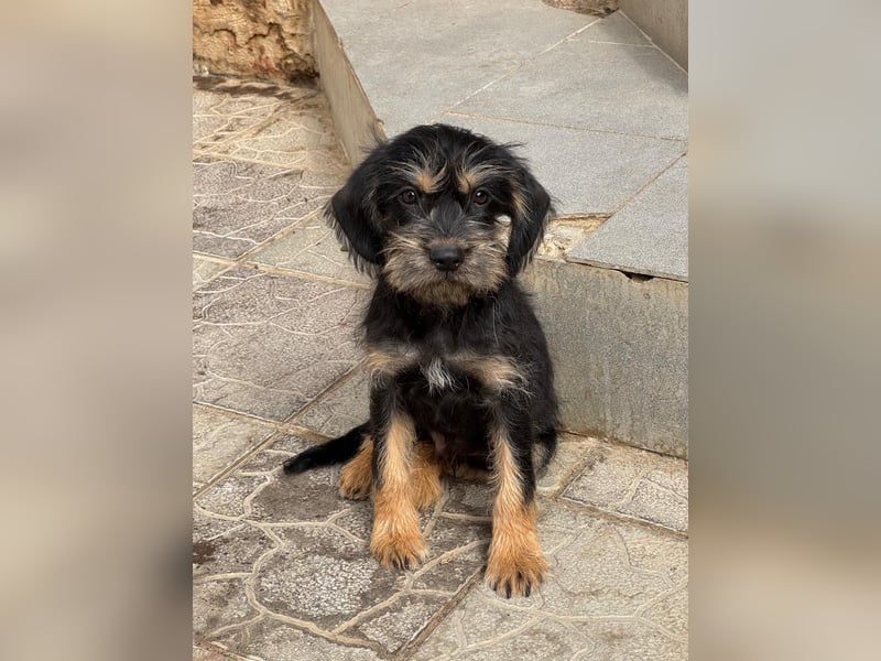 Keks sucht seine Menschen