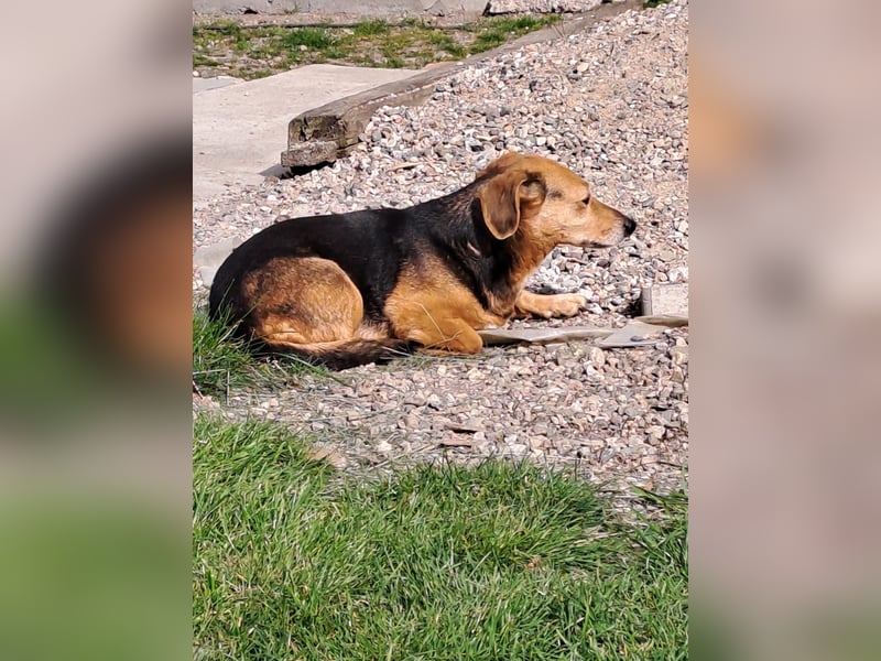 Bibi sucht ruhiges Zuhause!