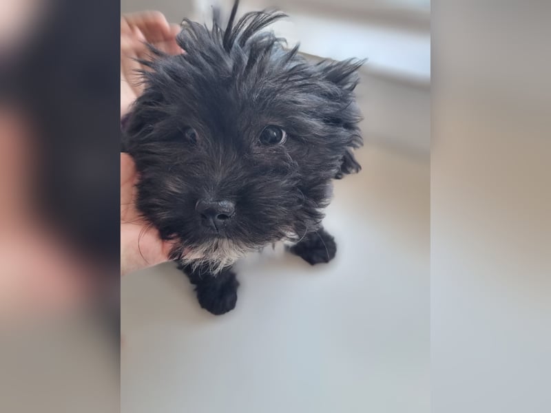 Ronja Welpe - sucht Ihre Familie!