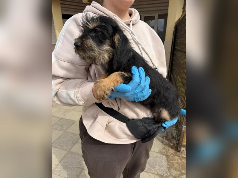 Keks sucht seine Menschen