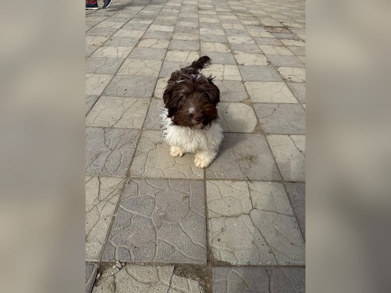 Flocke sucht sein Glück