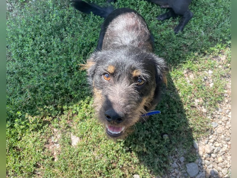 Coco sucht eine liebevolle Familie