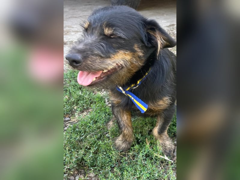 Coco sucht eine liebevolle Familie