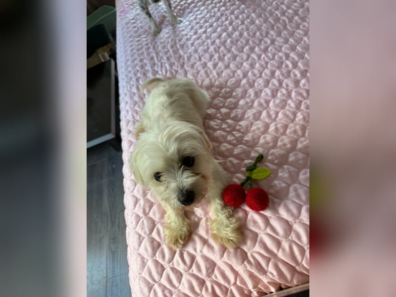 Perla sucht eine liebevolle Familie!