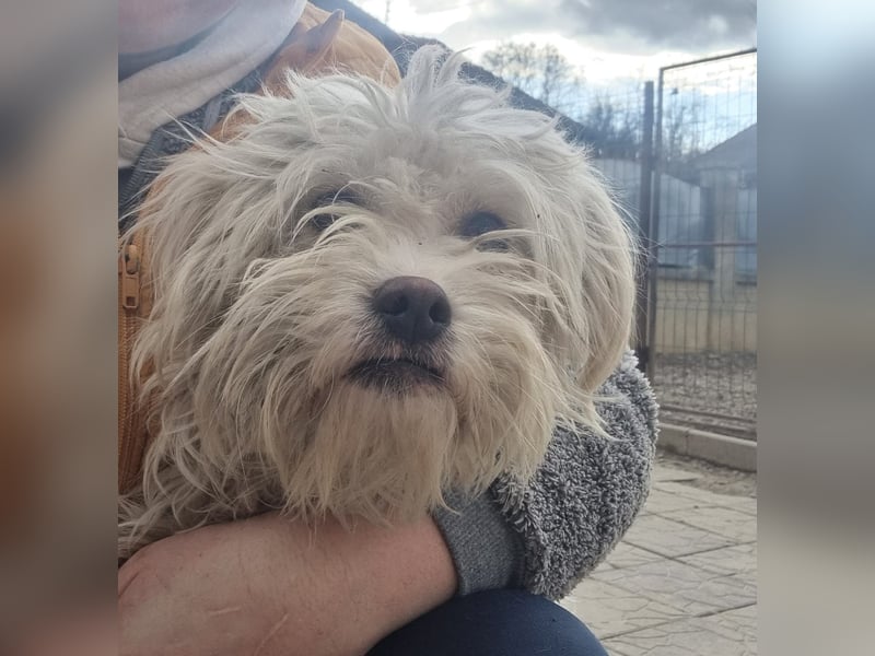 Emma sucht eine Familie