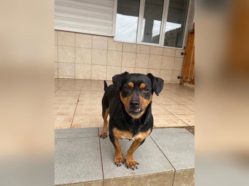 Liza - süße Maus sucht Ihre Familie