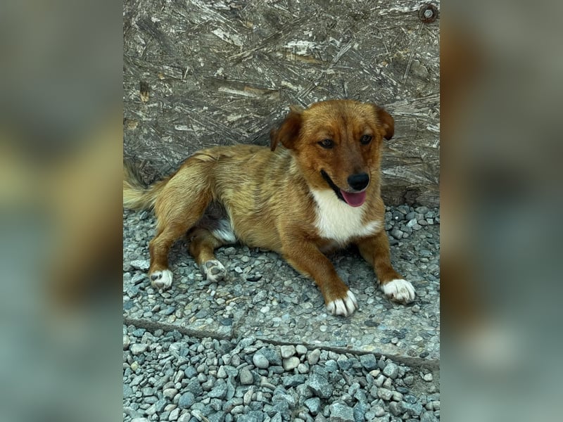 Pixel möchte auch ein Zuhause!
