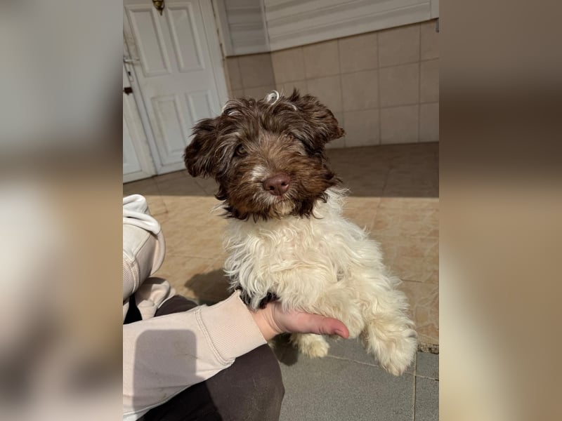 Flocke sucht sein Glück