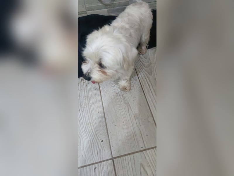 Perla sucht eine liebevolle Familie!
