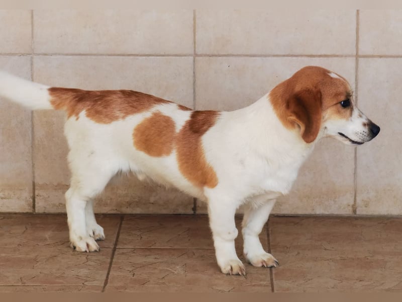 Muffin sucht ein Kuschel-Zuhause!