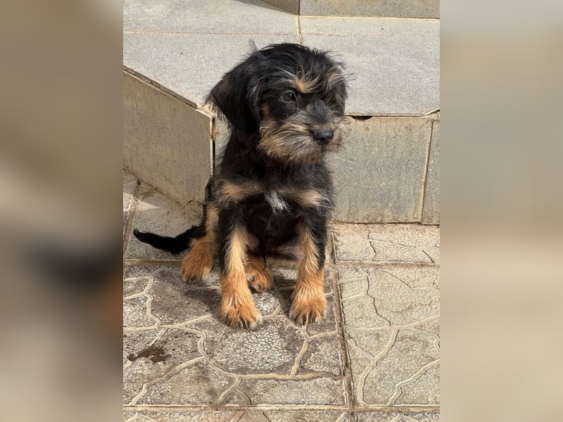 Keks sucht seine Menschen