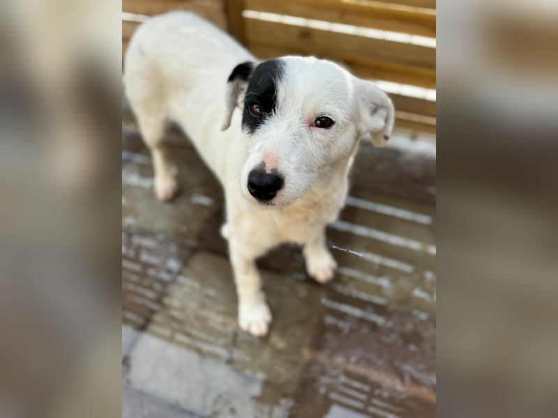 Spoty sucht Ihre Menschen