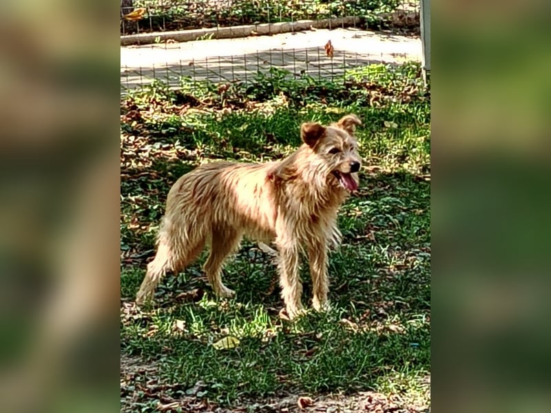 Benny sucht seine Familie