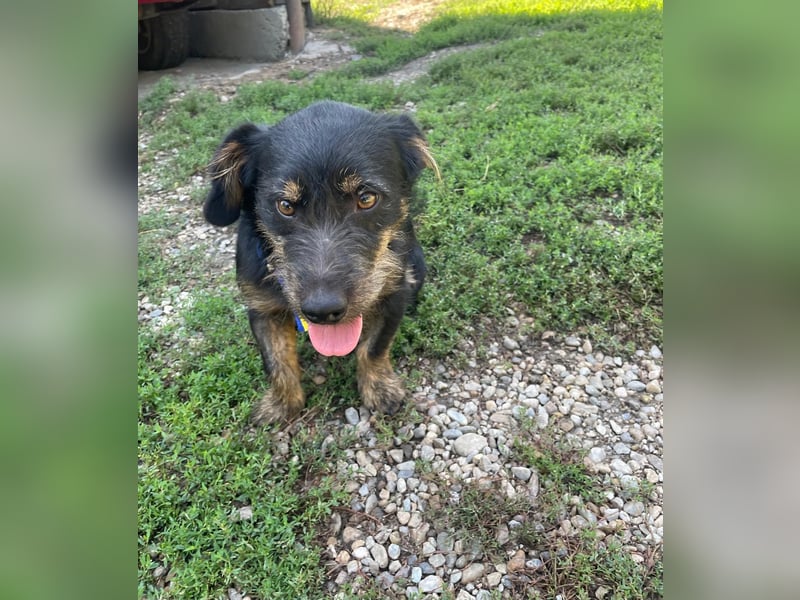 Coco sucht eine liebevolle Familie