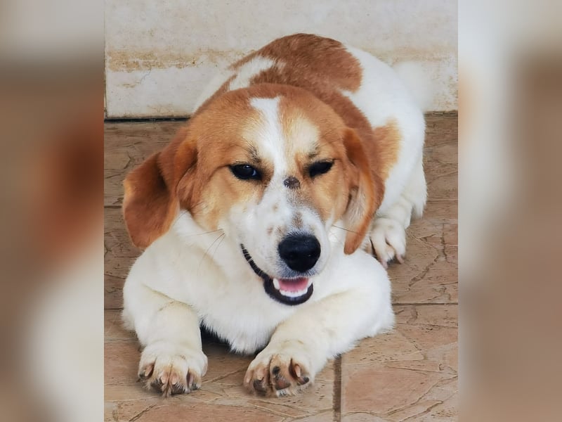 Muffin sucht ein Kuschel-Zuhause!