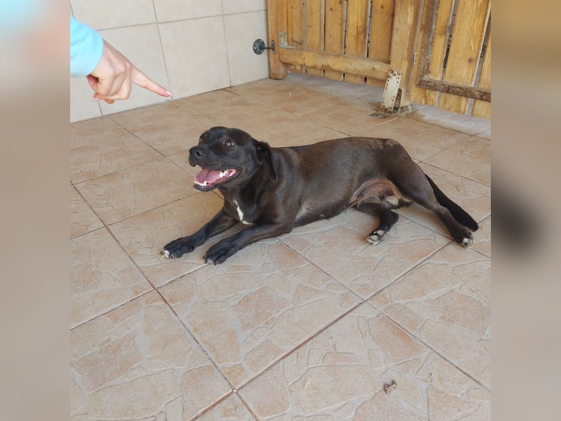 Coco sucht Ihre Familie!