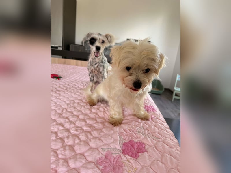 Perla sucht eine liebevolle Familie!