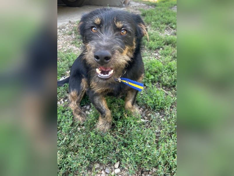 Coco sucht eine liebevolle Familie