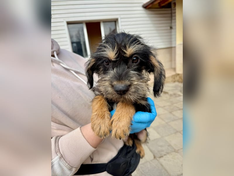 Keks sucht seine Menschen