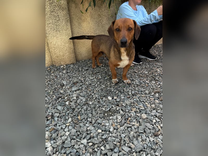 Arni sucht sein Zuhause
