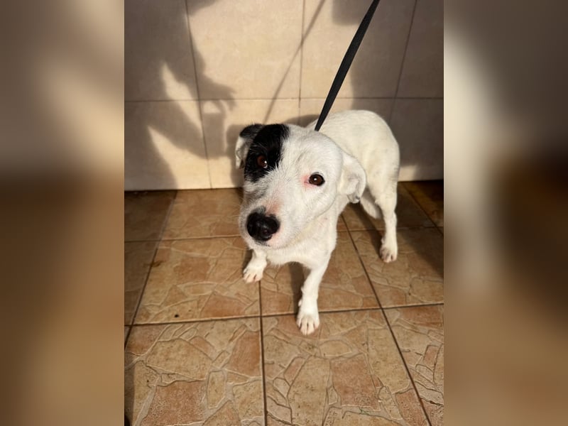 Spoty sucht Ihre Menschen