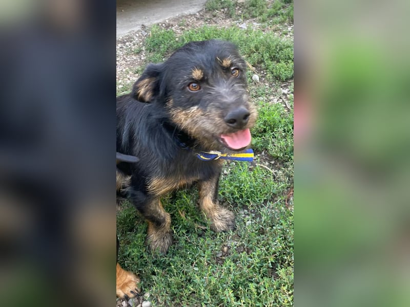 Coco sucht eine liebevolle Familie