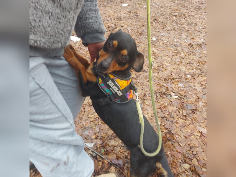 Liza - süße Maus sucht Ihre Familie