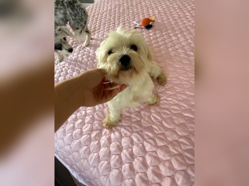 Perla sucht eine liebevolle Familie!
