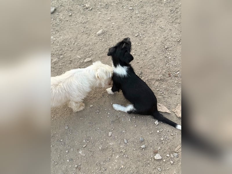 Perla sucht eine liebevolle Familie!