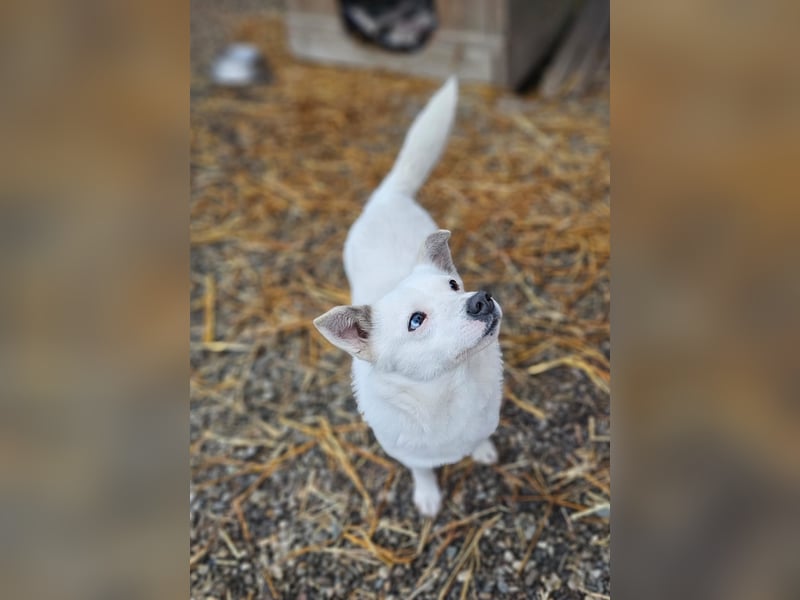 Albutu - der Schatz!