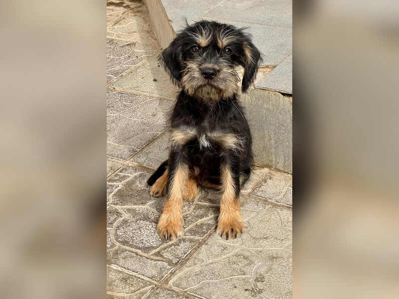 Keks sucht seine Menschen