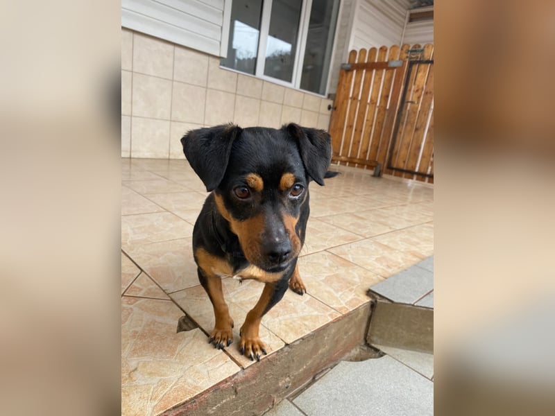 Liza - süße Maus sucht Ihre Familie