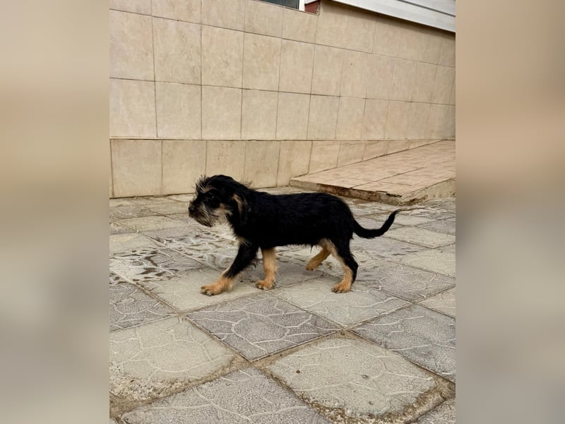 Keks sucht seine Menschen