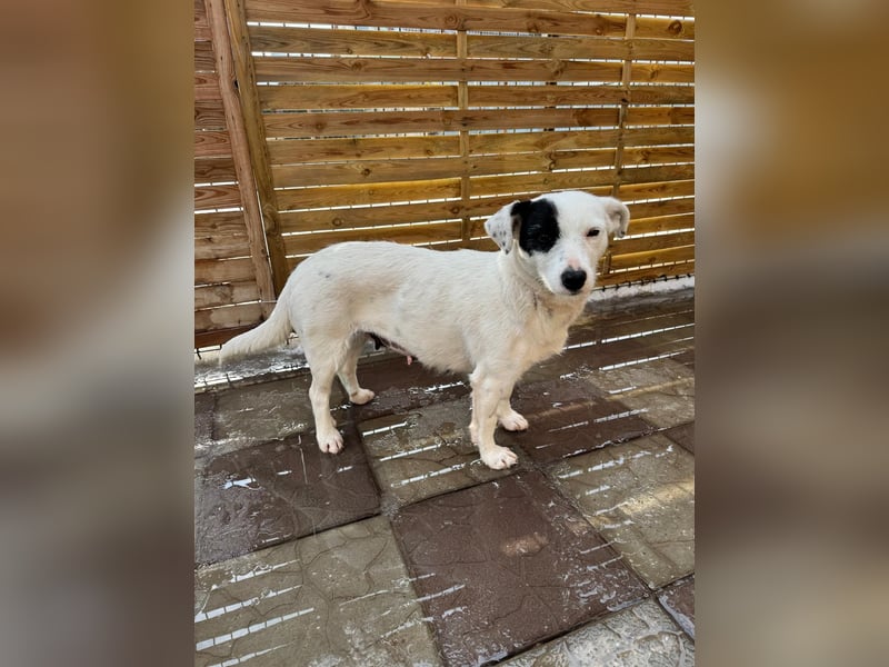 Spoty sucht Ihre Menschen