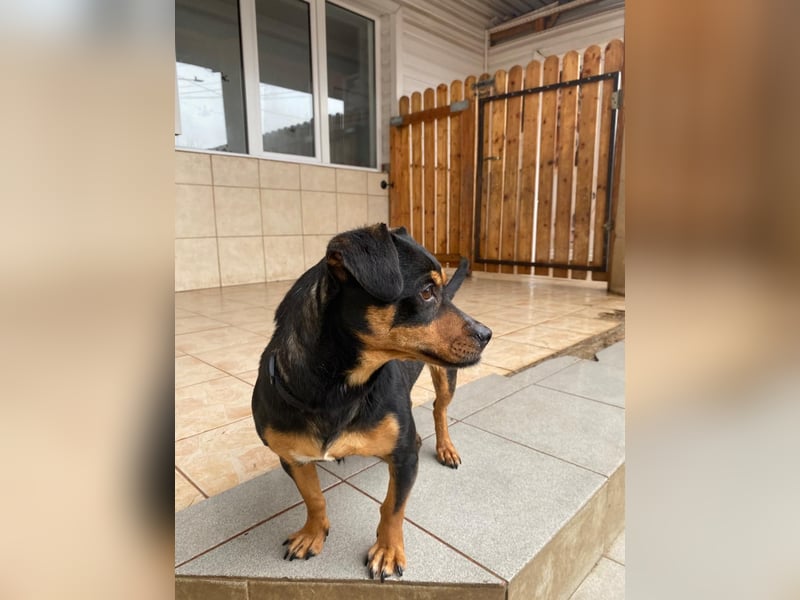 Liza - süße Maus sucht Ihre Familie